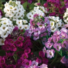 Алиссум Эстер Бонет Микс [5000 шт]* - ООО «Семена Тут»
