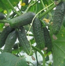 Огурец Кадриль F1 - ООО «Семена Тут»