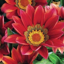 Газания Фрости Кисс Ред [1000 шт] - ООО «Семена Тут»