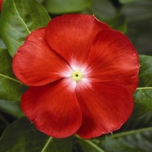 Катарантус Саншторм Скарлет виз Ай [100 шт] - ООО «Семена Тут»