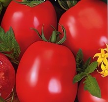 Томат Сибирское чудо - ООО «Семена Тут»