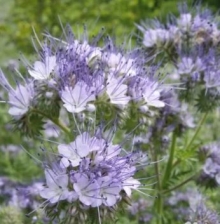 Фацелия - ООО «Семена Тут»