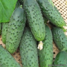 Огурец Максимус F1 - ООО «Семена Тут»