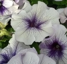 Петуния грандифлора Лимбо Джи Пи Сильвер Блю [100 драже] - ООО «Семена Тут»