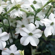 Табак Сандер Парфюм Вайт [1000 драже] - ООО «Семена Тут»