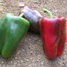 Перец Кубано F1 - ООО «Семена Тут»