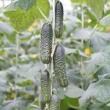 Огурец Капучино F1 - ООО «Семена Тут»