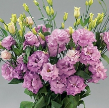 Эустома Супер Мэджик  Лилак [100 шт] - ООО «Семена Тут»