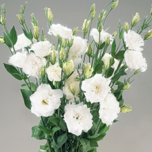 Эустома Супер Мэджик  Пьюр Вайт [1000 шт] - ООО «Семена Тут»