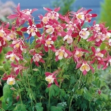 Аквилегия гибридная Розовая звезда - ООО «Семена Тут»