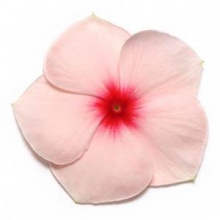 Катарантус Пацифика Эприкот [1000 шт] - ООО «Семена Тут»