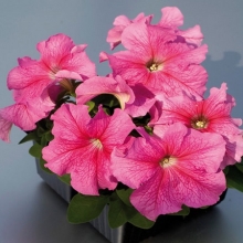 Петуния грандифлора Лимбо Джи Пи Роуз Вейнед [1000 драже] - ООО «Семена Тут»