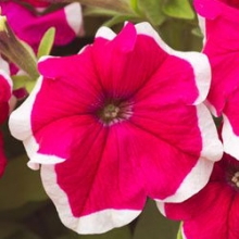 Петуния грандифлора Хулахуп Роуз [1000 драже]* - ООО «Семена Тут»