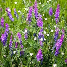 Вика посевная - ООО «Семена Тут»