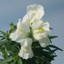 Львиный зев Снэппи Вайт [1000 шт] - ООО «Семена Тут»