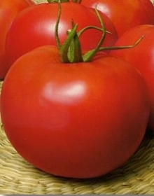 Томат Нептун+ F1 - ООО «Семена Тут»