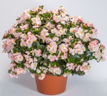 img-1: Бегония гибридная Топхэт Роуз Биколор [100 драже] - ООО «Семена Тут»