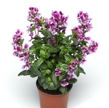 img-1: Куфея Шрирача F1 Лавендер Биколор [1000 шт] - ООО «Семена Тут»