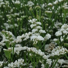 Статица КИС Вайт [1000 шт] - ООО «Семена Тут»