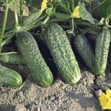 Огурец Криспина F1 - ООО «Семена Тут»