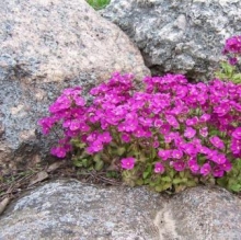 img-1: Арабис кавказский Литл треже Дип Роуз [250 шт] - ООО «Семена Тут»