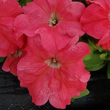 Петуния грандифлора Лимбо Джи Пи Салмон [1000 драже] - ООО «Семена Тут»