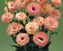 Эустома Арена 3 Эприкот [500 драже] - ООО «Семена Тут»