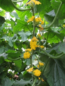 img-1: Огурец Бегунок F1 - ООО «Семена Тут»