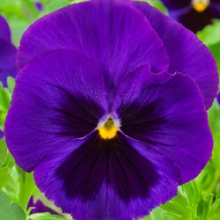 Виола крупноцветковая Экстрада Блю виз Блотч  [100 шт] - ООО «Семена Тут»