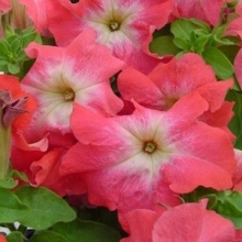 Петуния грандифлора Лимбо Джи Пи Салмон Морн [1000 драже] - ООО «Семена Тут»