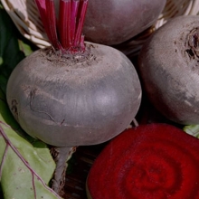 Свекла столовая Несравненная А 463 - ООО «Семена Тут»