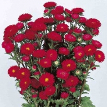 Астра Мацумото Скарлет [2500 шт] - ООО «Семена Тут»