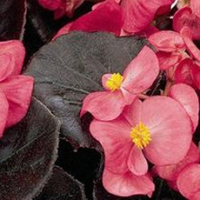 Бегония вечноцветущая Сенатор Ай Кью Роуз  [1000 драже] - ООО «Семена Тут»