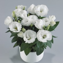 Эустома Рози Вайт [1000 драже] - ООО «Семена Тут»