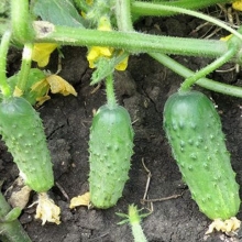 Огурец Соната F1 - ООО «Семена Тут»