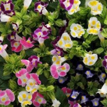 Торения Каваи Микс [100 драже] - ООО «Семена Тут»