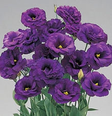 Эустома Супер Мэджик Дип Блю  [1000 шт] - ООО «Семена Тут»