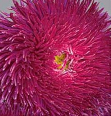 Астра игл Анжелика - ООО «Семена Тут»