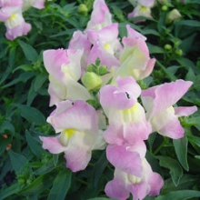 Львиный зев Снэппи Лавендер Блаш [1000 шт] - ООО «Семена Тут»