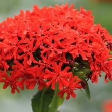 img-1: Лихнис Красный - ООО «Семена Тут»