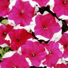 Петуния грандифлора Дримс Роуз Пикоти [1000 драже] - ООО «Семена Тут»
