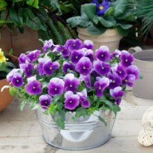 img-1: Виола рогатая Вивальди Бикон [100 шт] - ООО «Семена Тут»