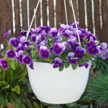 img-2: Виола рогатая Вивальди Бикон [100 шт] - ООО «Семена Тут»