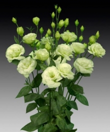 Эустома Супер Мэджик Лайт Грин [1000 шт] - ООО «Семена Тут»