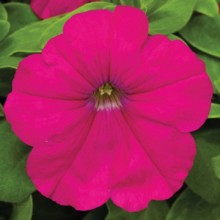 Петуния мультифлора Мираж Кармин [1000 драже] - ООО «Семена Тут»