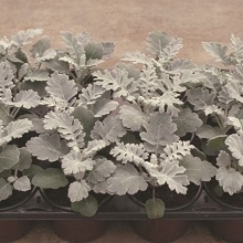 Цинерария Сильверадо [5000 шт] - ООО «Семена Тут»