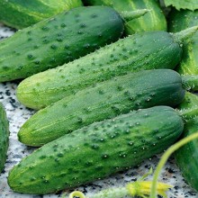 Огурец Газель F1 - ООО «Семена Тут»