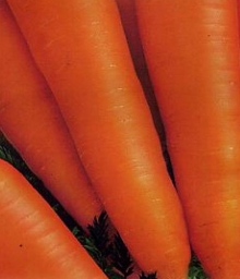 img-1: Морковь Алтаир F1 (инкруст. семена) - ООО «Семена Тут»