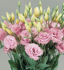 Эустома Супер Мэджик Пинк [100 шт] - ООО «Семена Тут»