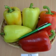 Перец Кондор - ООО «Семена Тут»